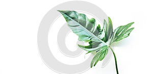 Real tropical leaves backgrounds on white.Botanical nature concept