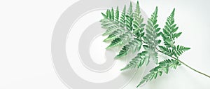 Real tropical leaves backgrounds on white.Botanical nature concept