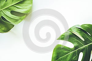 Real tropical leaves backgrounds on white.Botanical nature concept