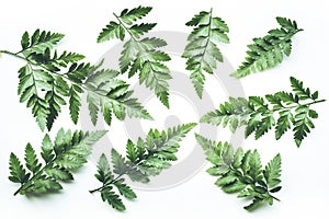 Real tropical leaves backgrounds on white.Botanical nature concept