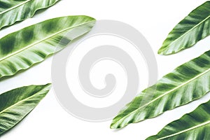 Real tropical leaves backgrounds on white. Botanical nature concept
