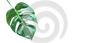 Real tropical leaves backgrounds on white.Botanical nature concept