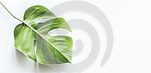 Real tropical leaves backgrounds on white.Botanical nature concept