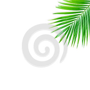 Real tropical leaves set pattern backgrounds on white.flat lay