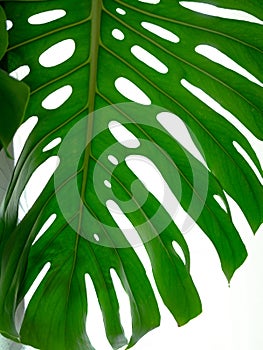 Real tropical leaves splitleaf philodendron, monstera on white backgrounds. Botanical nature concepts.flat lay design. Green leaf