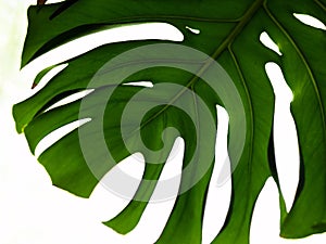 Real tropical leaves splitleaf philodendron, monstera on white backgrounds. Botanical nature concepts.flat lay design. Green leaf