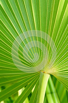 Real tropical palm leaf background, texture, jungle foliage. Green leaf in sunlight. Tropical island.