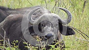 Real Wild African Buffalo in Africa Savanna