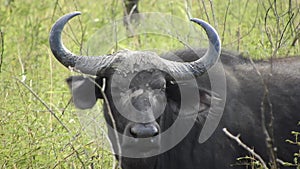 Real Wild African Buffalo in Africa Savanna