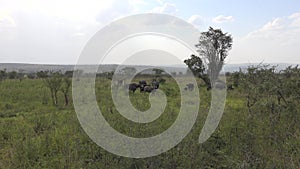 Real Wild Buffalo Herd in Natural Habitat in the African Savannah. Wildlife of Africa