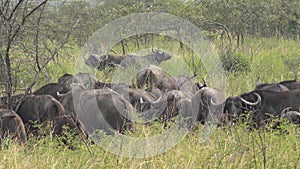 Real Wild Buffalo Herd in Natural Habitat in the African Savannah. Wildlife of Africa