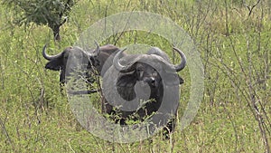 Real Wild Buffalo Herd in Natural Habitat in the African Savannah. Wildlife of Africa