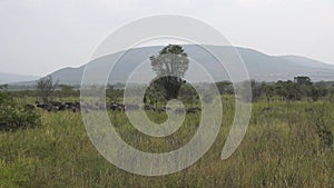 Real Wild Buffalo Herd in Natural Habitat in the African Savannah. Wildlife of Africa