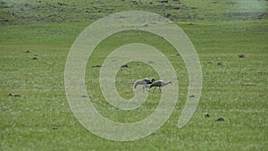 Real Wild Crane Birds Walking in Natural Meadow Habitat