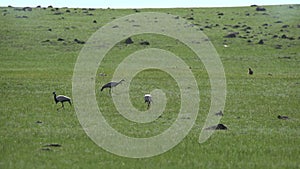 Real Wild Crane Birds Walking in Natural Meadow Habitat