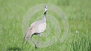 Real Wild Crane Birds Walking in Natural Meadow Habitat