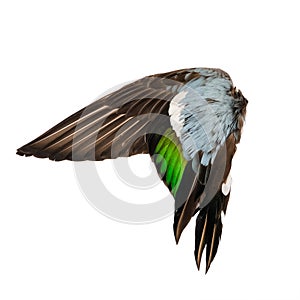 Real wild duck bird wing angel brown grey green blue white background