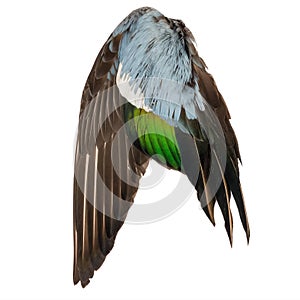 Real wild duck bird wing angel brown grey green blue white background