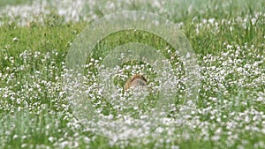 Real Wild Marmot in a Meadow Covered With Green Fresh Grass