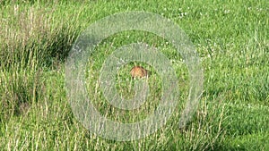 Real Wild Marmot in a Meadow Covered With Green Fresh Grass