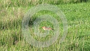 Real Wild Marmot in a Meadow Covered With Green Fresh Grass