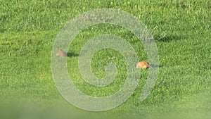 Real Wild Marmot in a Meadow Covered With Green Fresh Grass