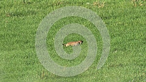 Real Wild Marmot in a Meadow Covered With Green Fresh Grass