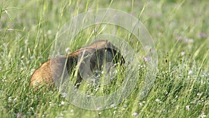 Real Wild Marmot in a Meadow Covered With Green Fresh Grass