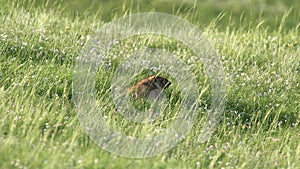 Real Wild Marmot in a Meadow Covered With Green Fresh Grass