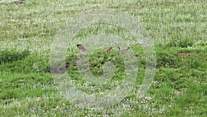 Real Wild Marmot in a Meadow Covered With Green Fresh Grass