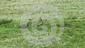 Real Wild Marmot in a Meadow Covered With Green Fresh Grass