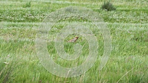 Real Wild Marmot in a Meadow Covered With Green Fresh Grass