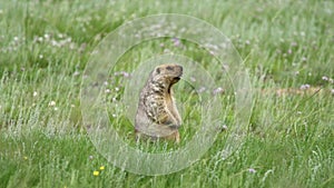 Real Wild Marmot in a Meadow Covered With Green Fresh Grass