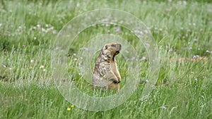 Real Wild Marmot in a Meadow Covered With Green Fresh Grass