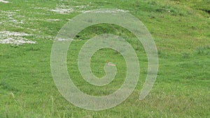 Real Wild Marmot in a Meadow Covered With Green Fresh Grass