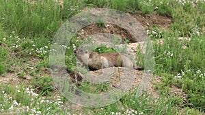 Real Wild Marmot in a Meadow Covered With Green Fresh Grass