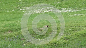 Real Wild Marmot in a Meadow Covered With Green Fresh Grass