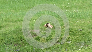 Real Wild Marmot in a Meadow Covered With Green Fresh Grass