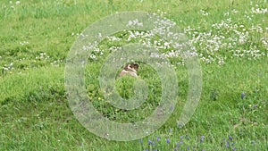 Real Wild Marmot in a Meadow Covered With Green Fresh Grass