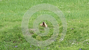 Real Wild Marmot in a Meadow Covered With Green Fresh Grass