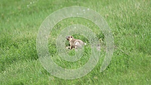 Real Wild Marmot in a Meadow Covered With Green Fresh Grass