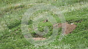 Real Wild Marmot in a Meadow Covered With Green Fresh Grass