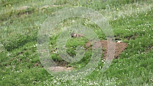 Real Wild Marmot in a Meadow Covered With Green Fresh Grass