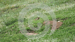 Real Wild Marmot in a Meadow Covered With Green Fresh Grass