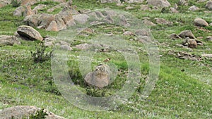 Real Wild Marmot in a Meadow Covered With Green Fresh Grass