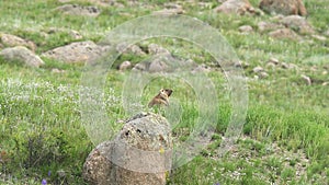 Real Wild Marmot in a Meadow Covered With Green Fresh Grass