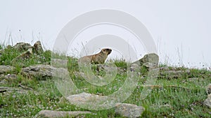 Real Wild Marmot in a Meadow Covered With Green Fresh Grass