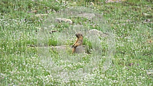 Real Wild Marmot in a Meadow Covered With Green Fresh Grass