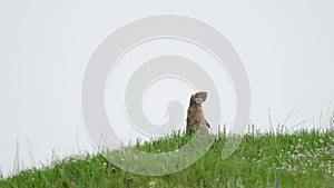 Real Wild Marmot in a Meadow Covered With Green Fresh Grass