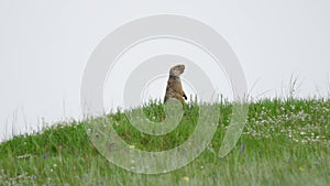 Real Wild Marmot in a Meadow Covered With Green Fresh Grass